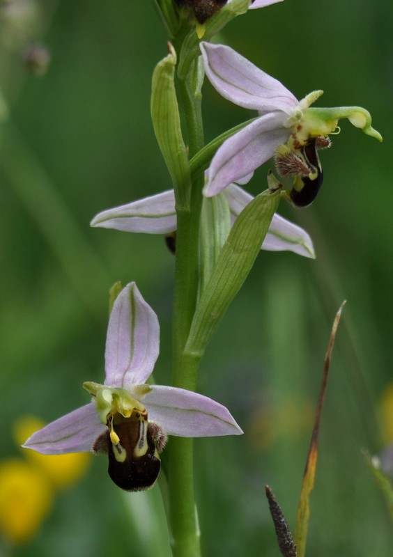 [beeorchid3]