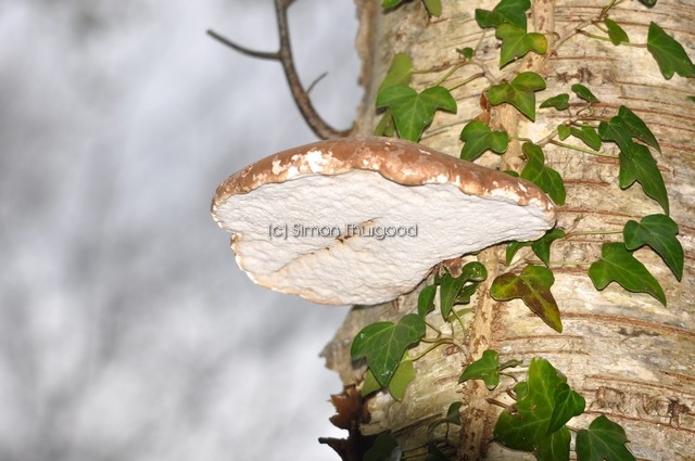 [birchpolypore]