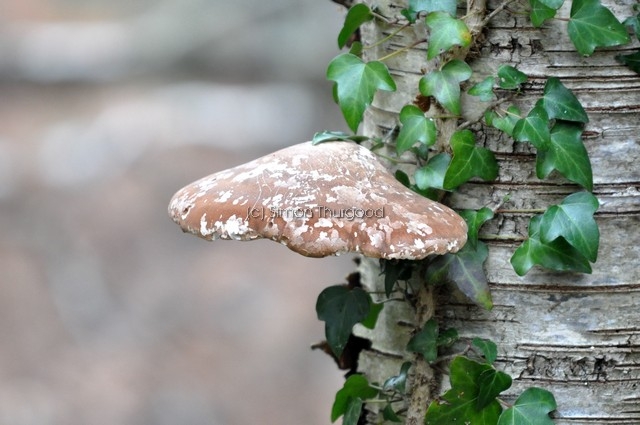 [birchpolypore2]