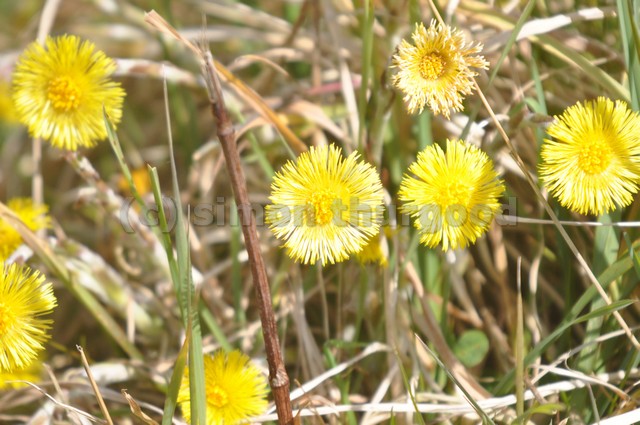 [coltsfoot2]