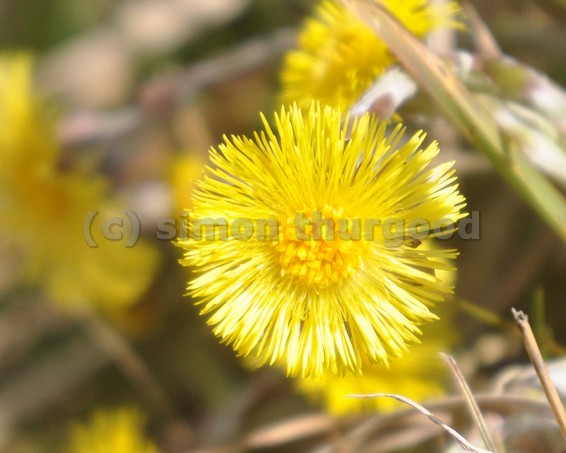[coltsfoot3]