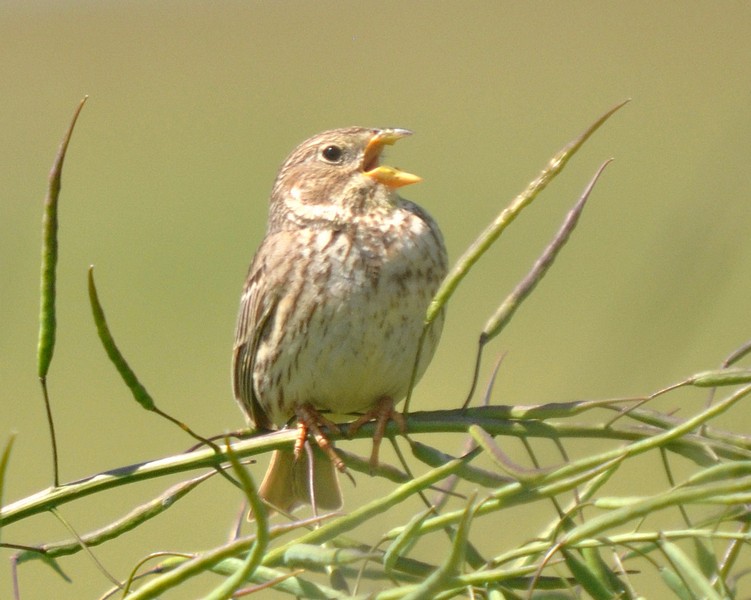 [cornbunting4]