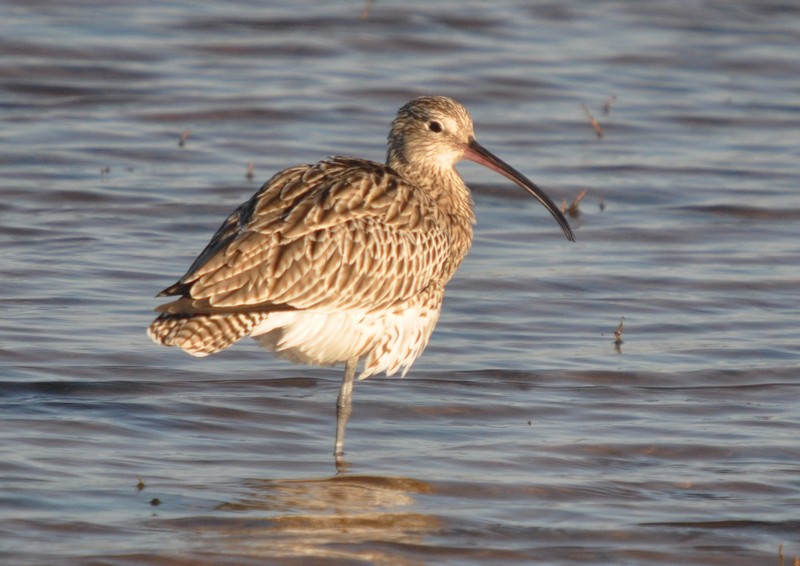 [curlew10]