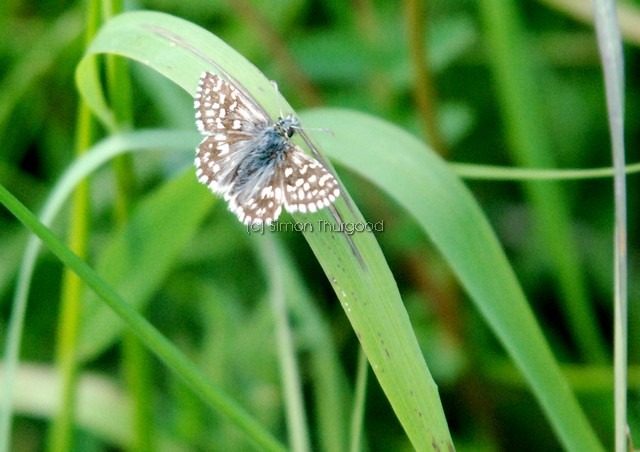 [grizzledskipper1]