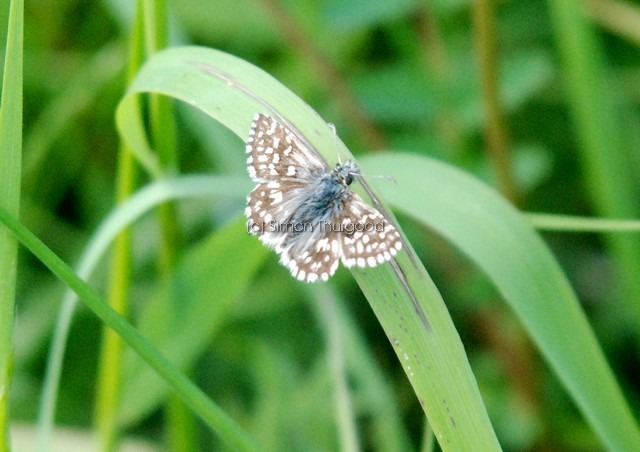 [grizzledskipper2]