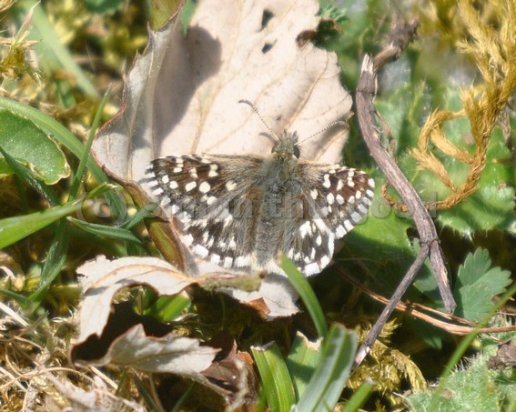 [grizzledskipper3]