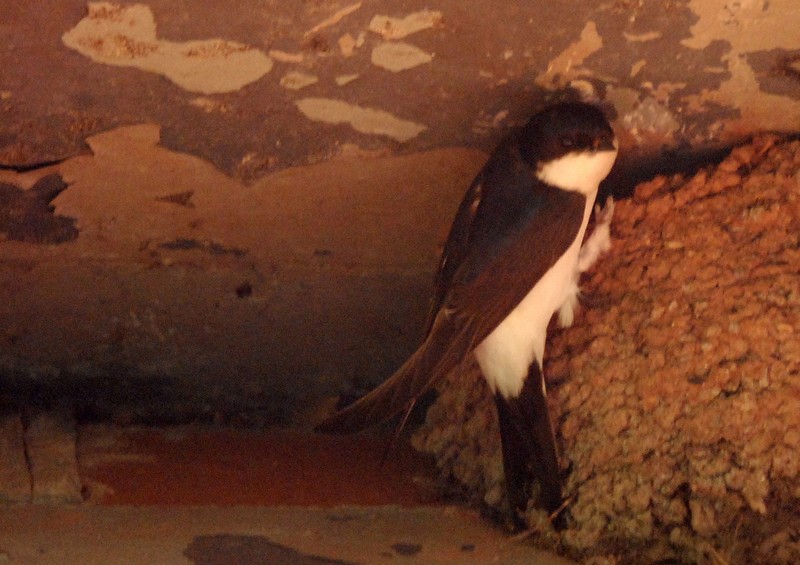 [housemartin2]