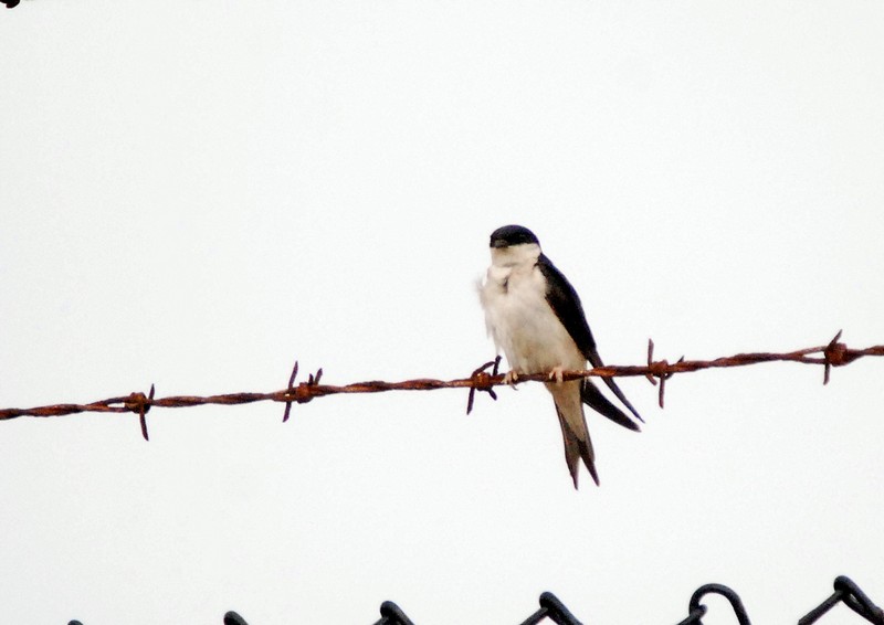 [housemartin3]