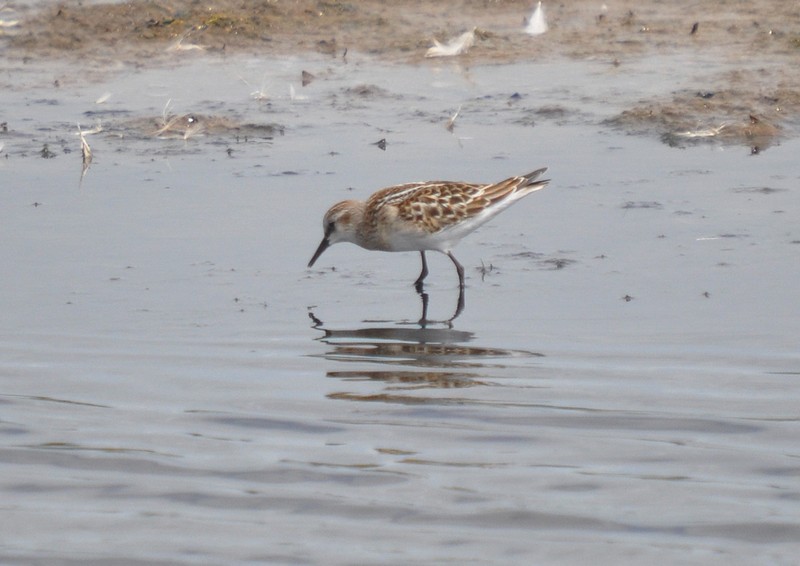 [littlestint5]