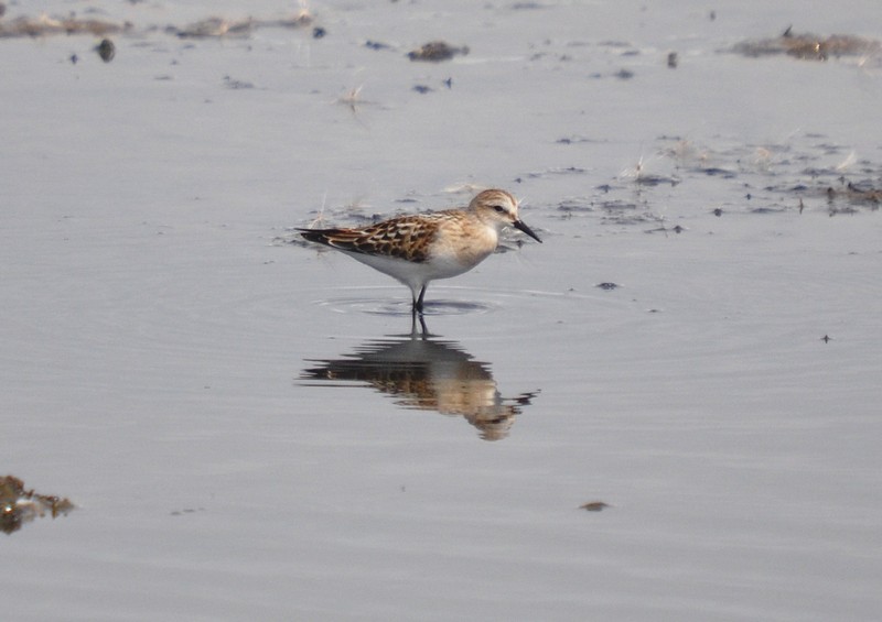 [littlestint6]