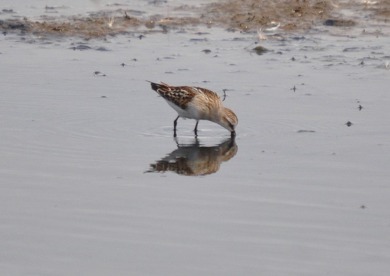[littlestint7]