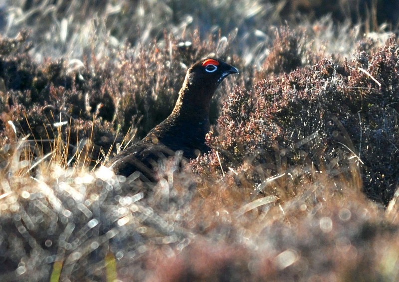 [redgrouse2]