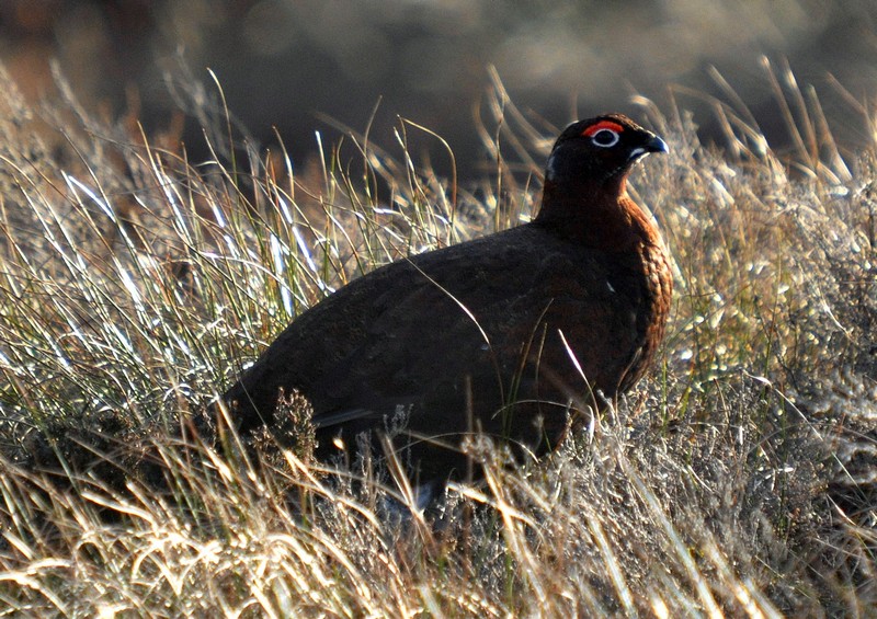 [redgrouse5]