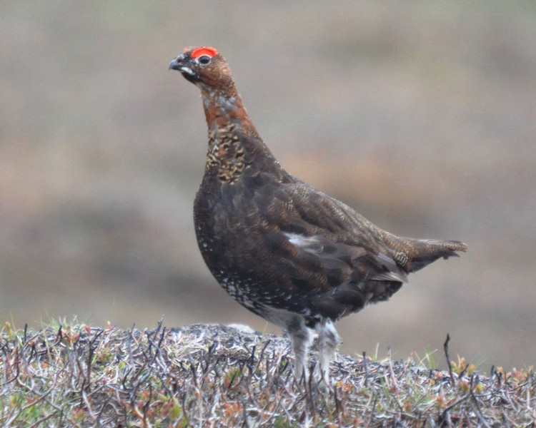 [redgrouse7]