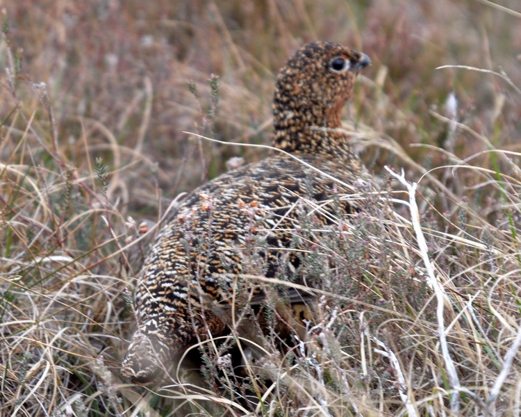 [redgrouse8]
