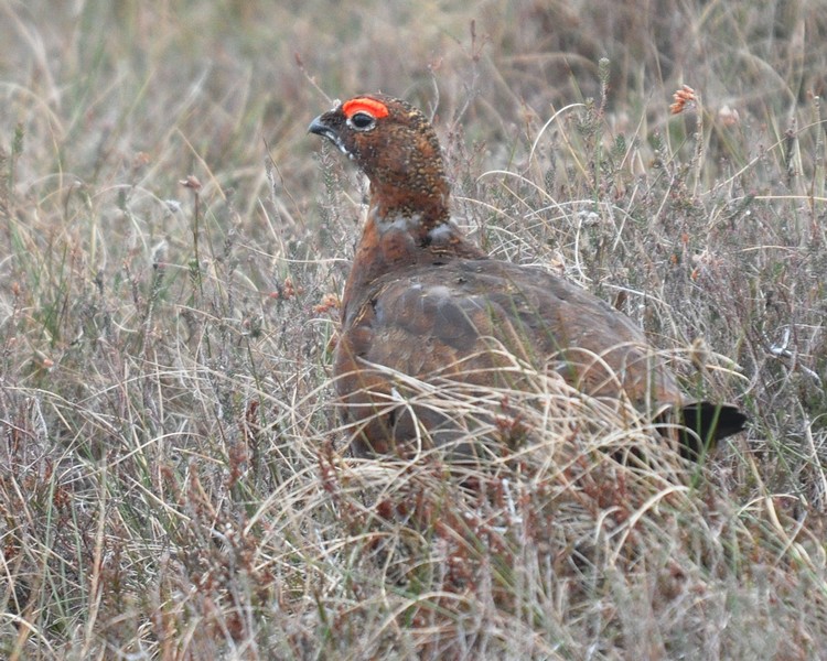 [redgrouse9]