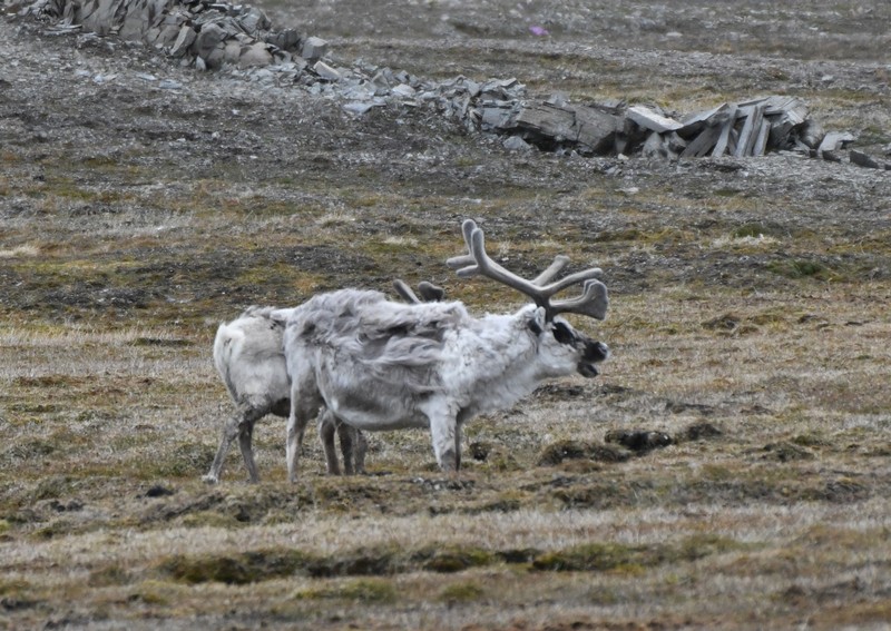 [reindeer1]