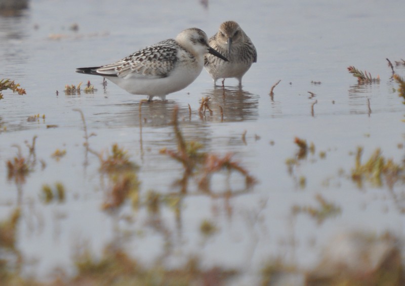 [sanderling11]