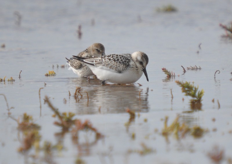 [sanderling12]