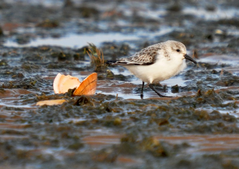 [sanderling14]