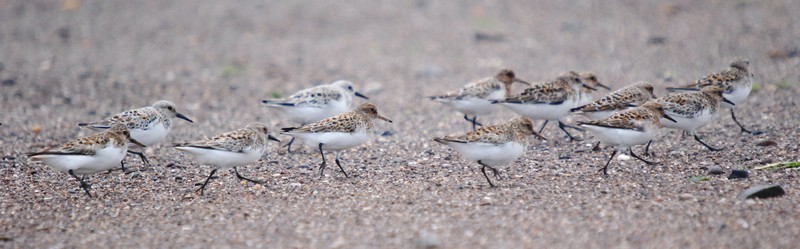 [sanderling2]