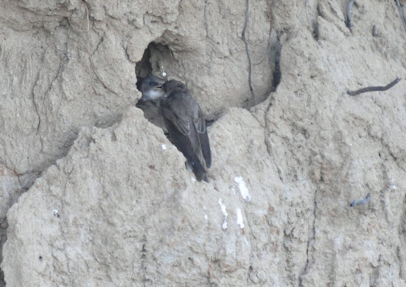 [sandmartin4]