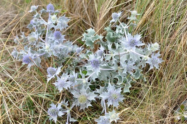 [seaholly4]