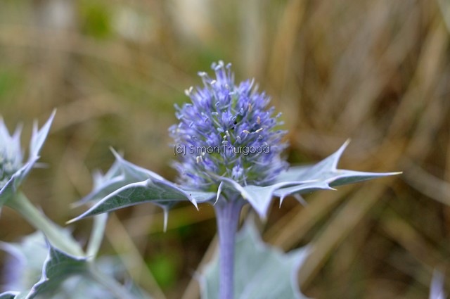 [seaholly5]