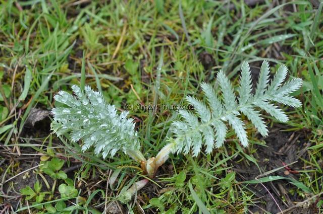 [silverweed1]