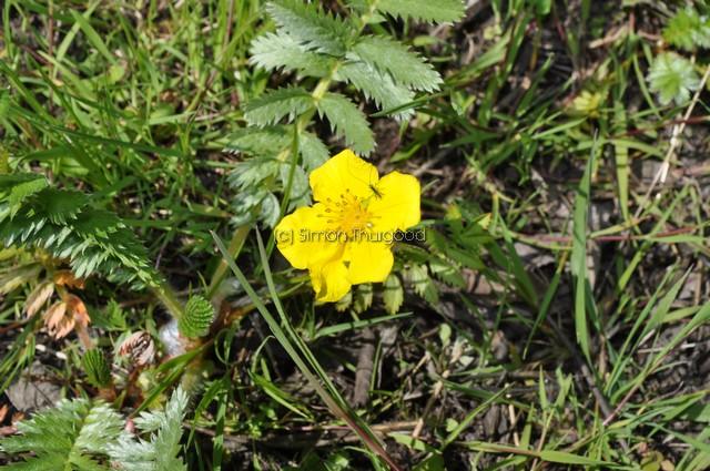 [silverweed2]