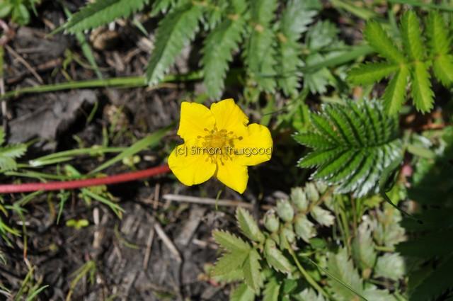 [silverweed3]