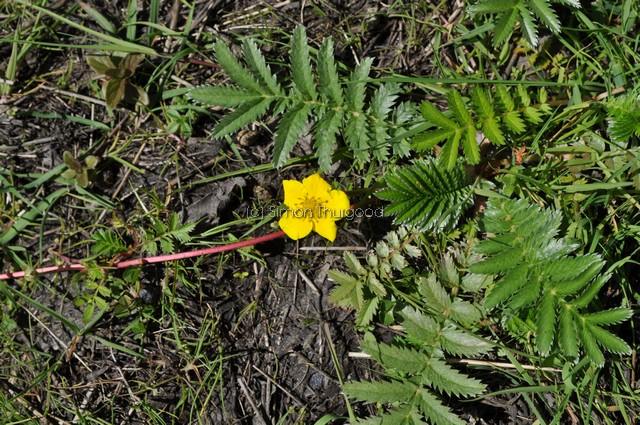 [silverweed4]