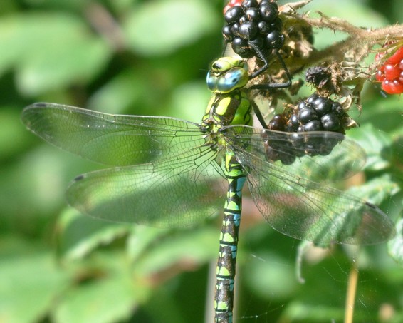 [southernhawker1]