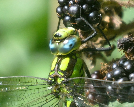 [southernhawker2]