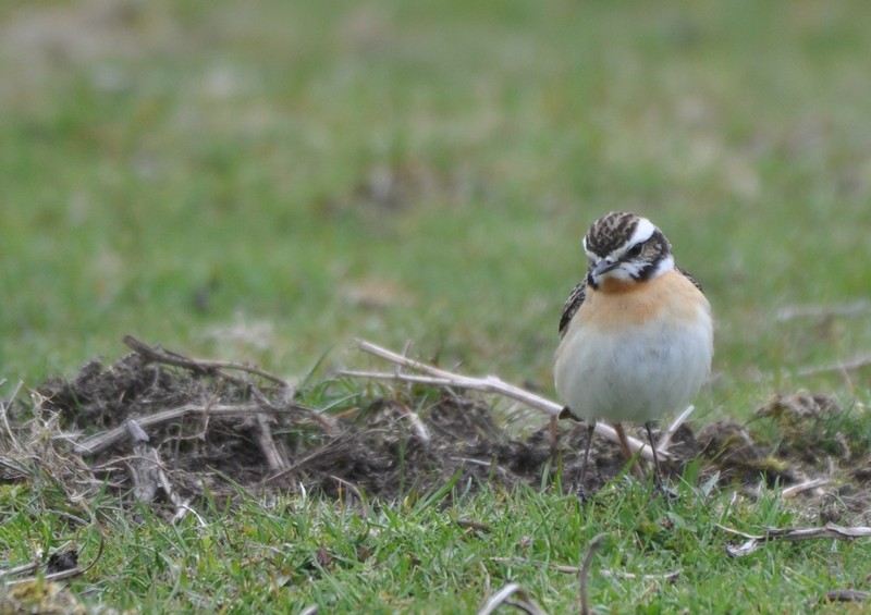 [whinchat10]