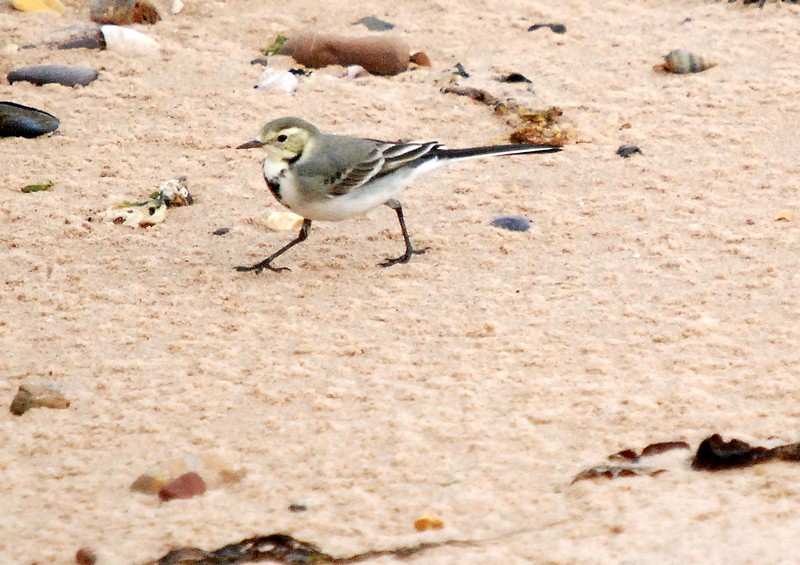 [whitewagtail1]