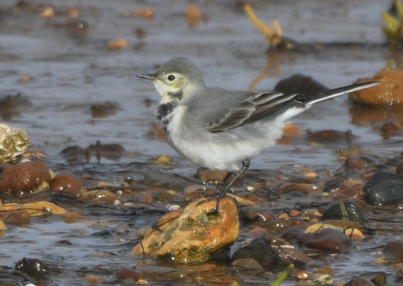 [whitewagtail4]