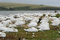 [Mute Swans at the Swannery]