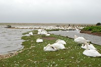 [Mute swans at the Swannery]