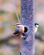 [birds on feeders]