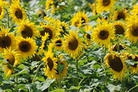 [sunflowers]