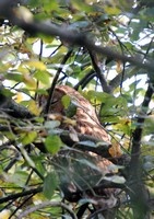 [tawny owl]