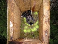 [Great tit]