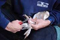 [A Barn Owl being ringed - Barn Owl Trust]