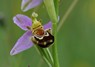 [beeorchid2]
