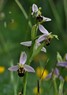 [beeorchid5]
