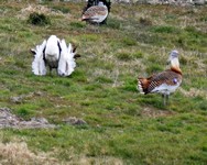 [bustards]