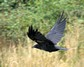 [carrioncrow5]