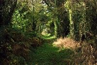 [One of the paths by the wetlands]