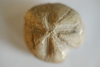 [A Fossil]